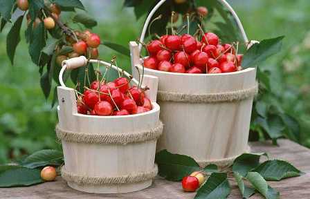 Идеальные варианты сортов вишни для вашего сада