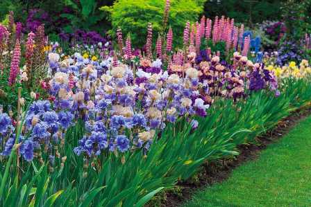 Ирисы на участке: создание многолетнего сада с красивыми цветами