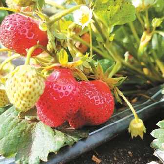 Сорта клубники: советы по выбору и успешному выращиванию вкусной ягоды