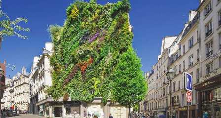 Зеленый фасад: как создать оазис природы на стене