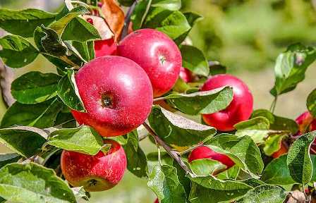 Лучшие сорта яблонь: с чего начать выбор