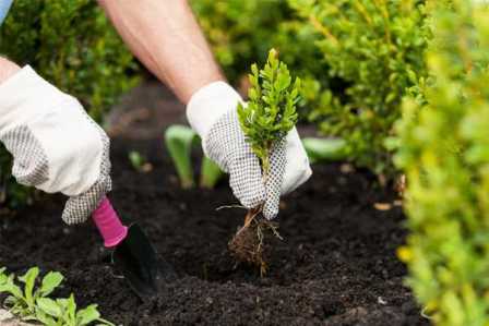 Особенности выращивания растений в саду: что нужно знать