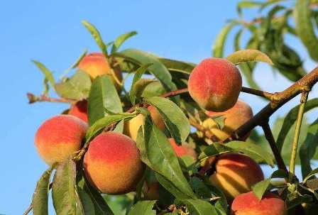 Практический гид по выращиванию персиковых деревьев в условиях северных регионов