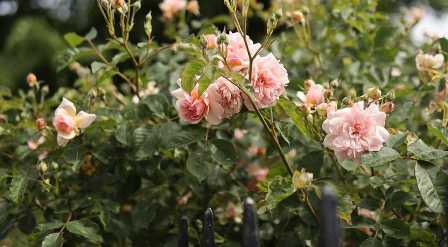 Розы: лучшие сорта для создания ароматного сада