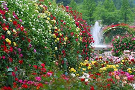 Розы в саду: выбор и размещение лучших сортов для красивого ландшафтного дизайна