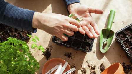 Семена и рассада: как правильно выбрать для вашего участка