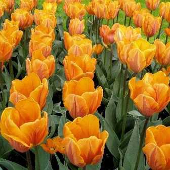 Теплолюбивые тюльпаны: секреты выращивания в умеренном климате