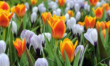 Тюльпаны: как создать яркий и красочный весенний сад