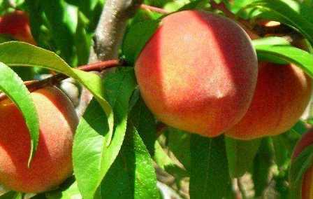 Выбор сортов персиковых деревьев для вашего участка